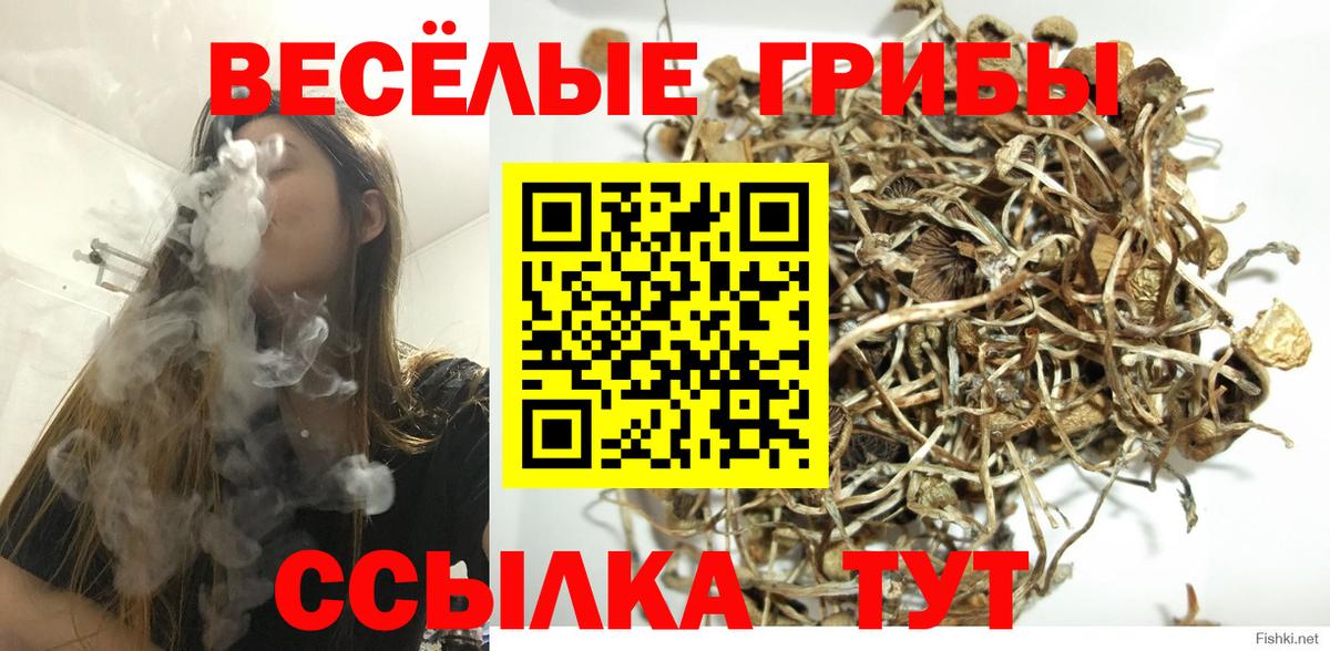 Выкса  Псилоцибиновые грибы мицелий  Вход с VPN  Галлюциногенные грибы GOLDEN TEACHER 